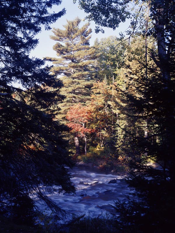 Lone Maple, photography, large format, fall, algonquin