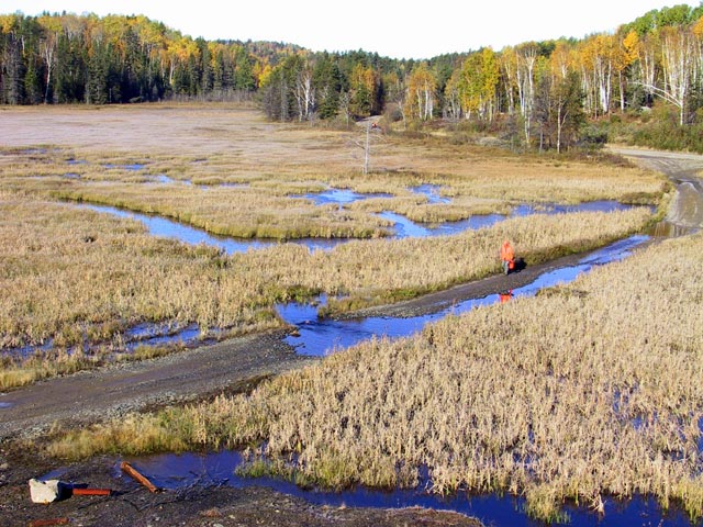 photograph, stephen roberts, hunt, hunting, marsh, lead mine, northern ontario, moose