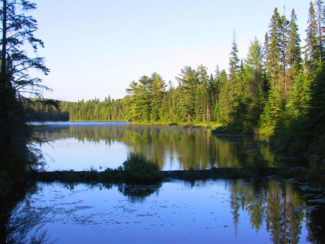 photograph, algonquin, beaver, scenic, loon