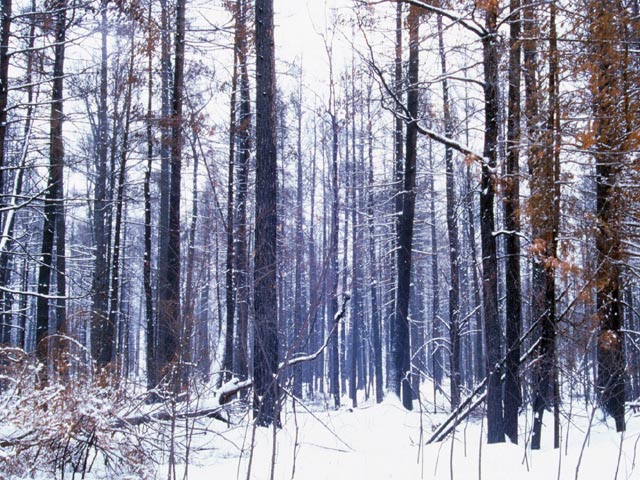 photograph, fire, forest fire, northern ontario