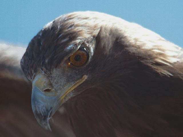 photograph, ontario, renaissance, eagle