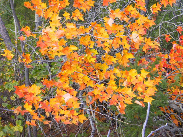 photograph, maple leaves, fall