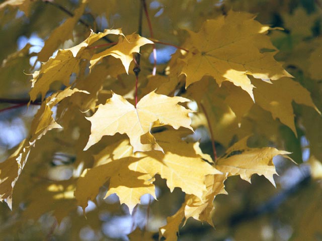 photograph, toronto, fall