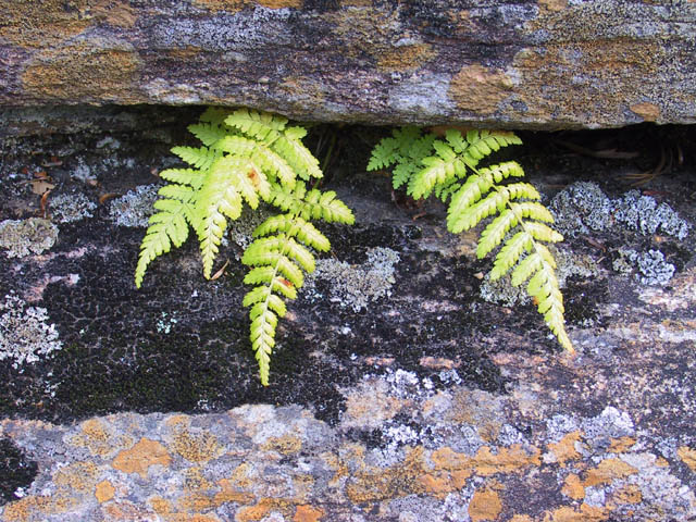 photograph, algonquin, ferns