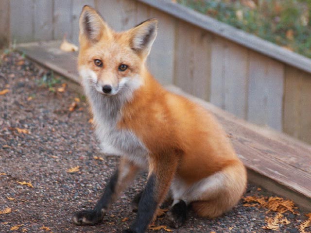 photograph, northern ontario, fox, red fox, sleeping giant