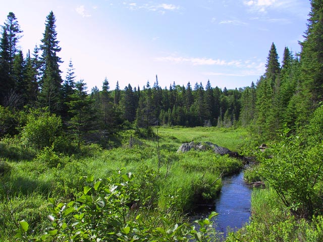 photograph, algonquin, big pines trail, scenic