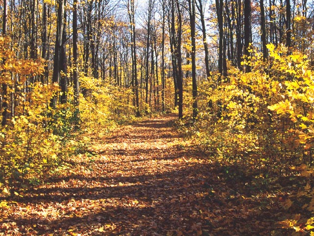 photograph, fall, ontario