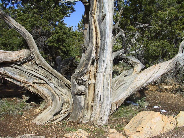 photograph, grand canyon, rim, tree