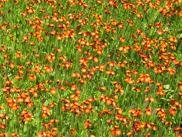 photograph, flowers, indian paintbrush