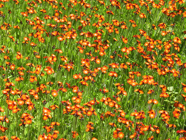 photograph, flowers, indian paintbrush