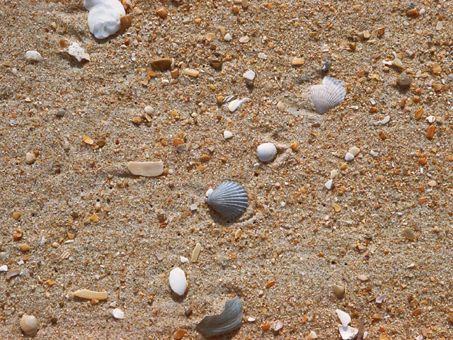 photograph, texture, shells, carolina