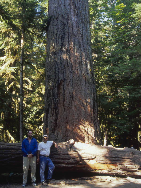 800 year old tree