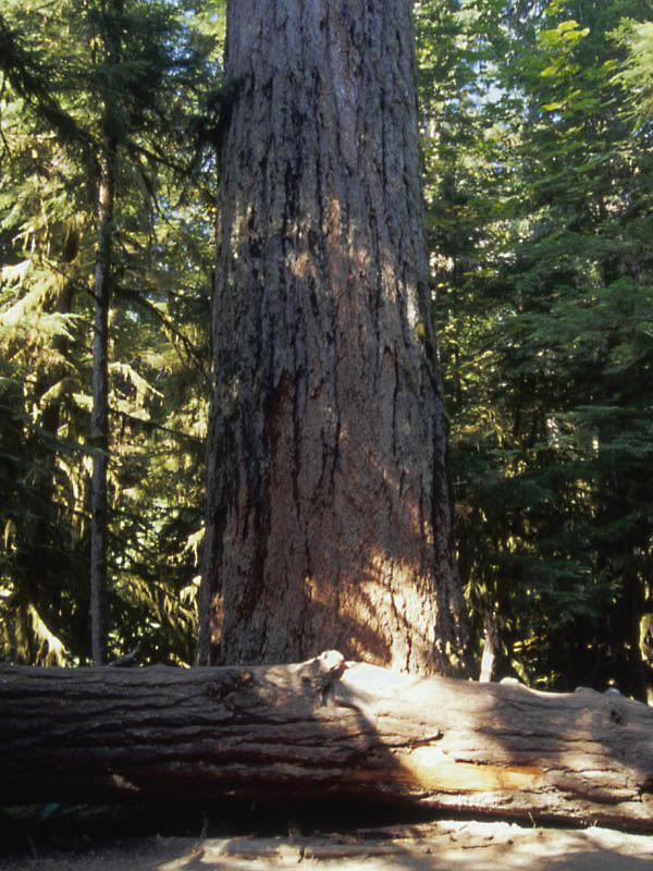 800 year old tree