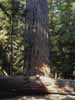 cathedral forest