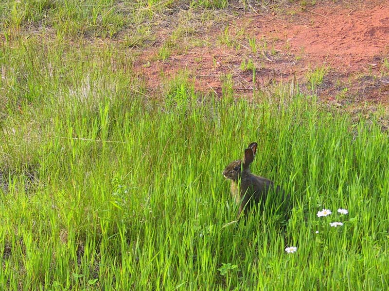 photography, PEI, vacation, canon G1, rabbit