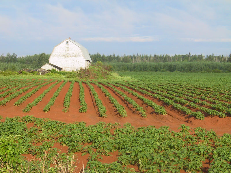 photography, PEI, vacation, canon G1, farm, barn, potatos, red soil