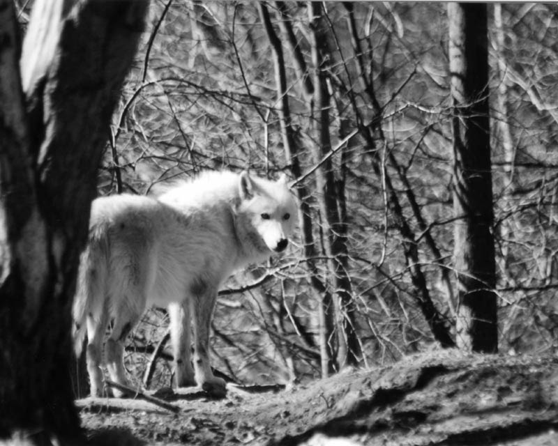 Qolf at Metro Toronto Zoo